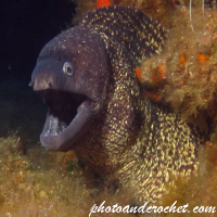 Moray Eel - image