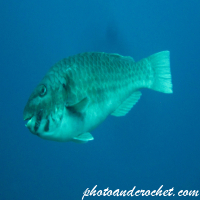 Parrotfish - Image