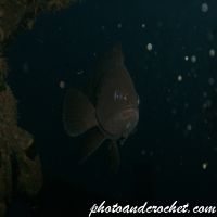 Grouper - Image