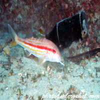 Mújoles – Especies rojas y grises