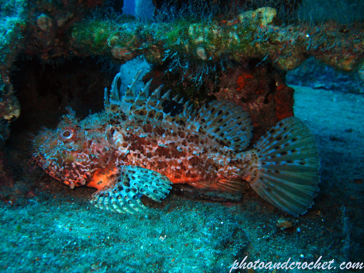 Scorpionfish - Image