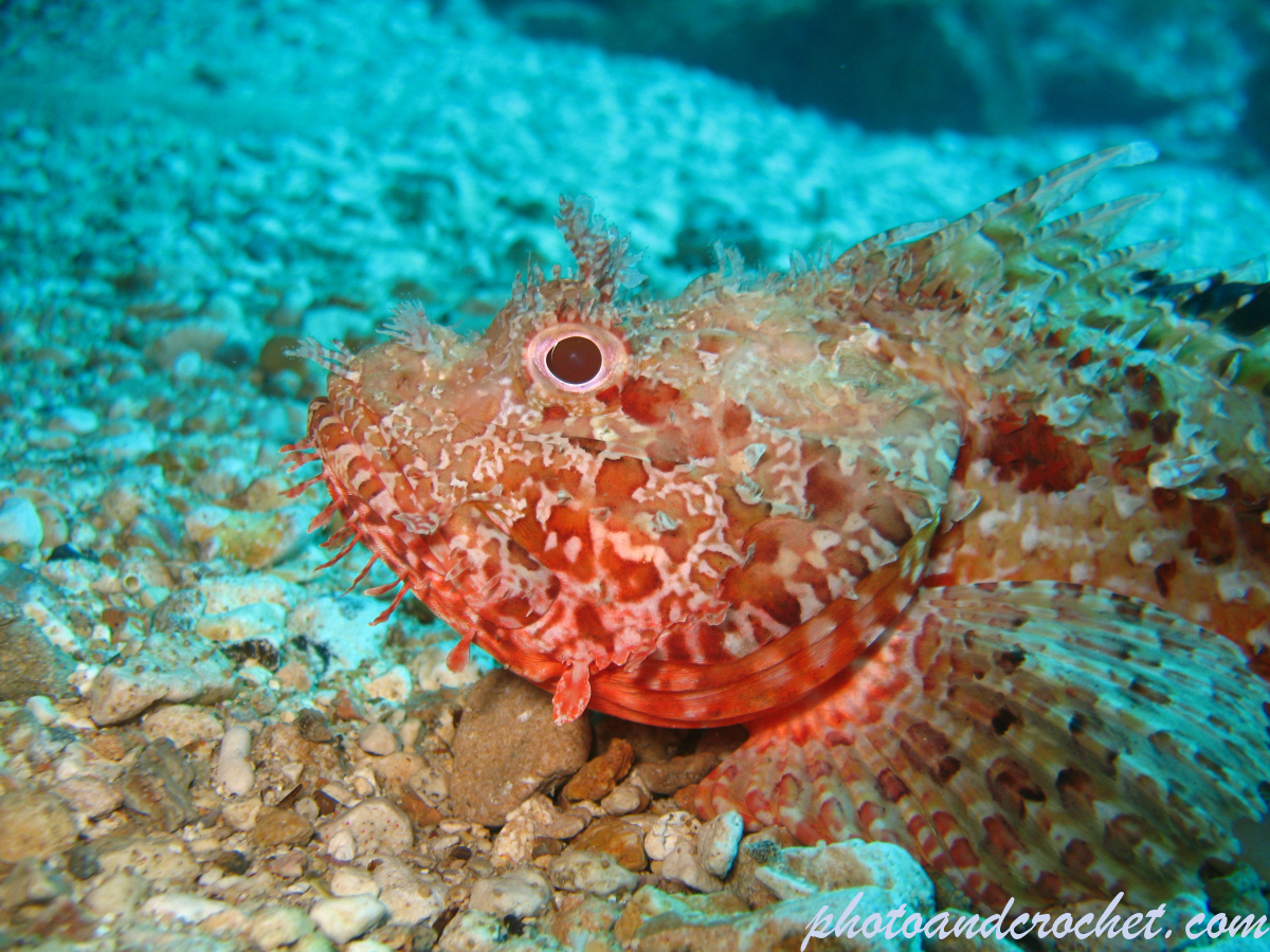 Scorpionfish - Image