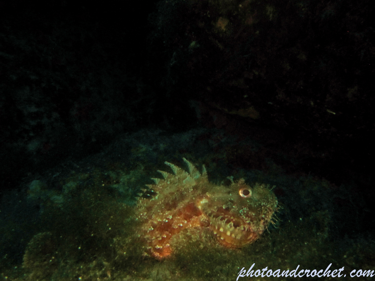 Scorpionfish - Image