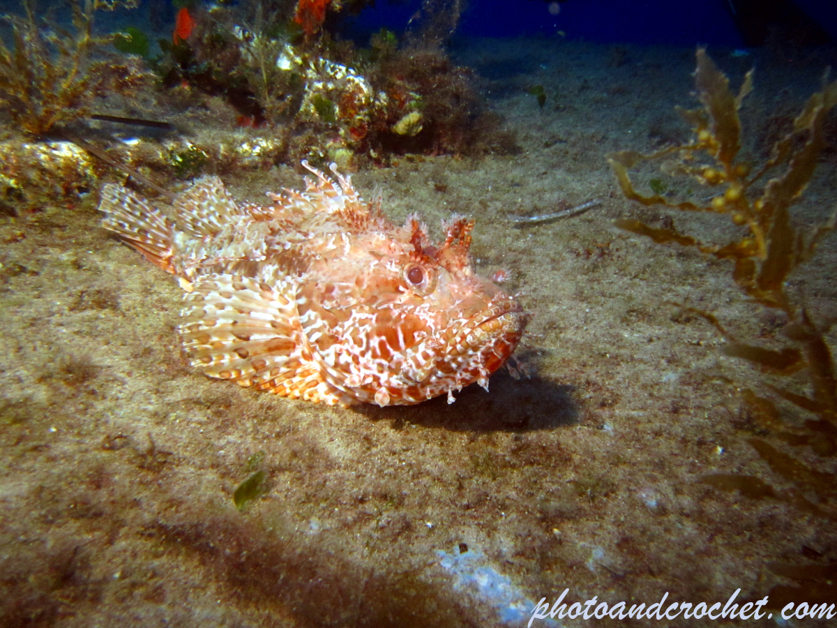 Scorpionfish - Image