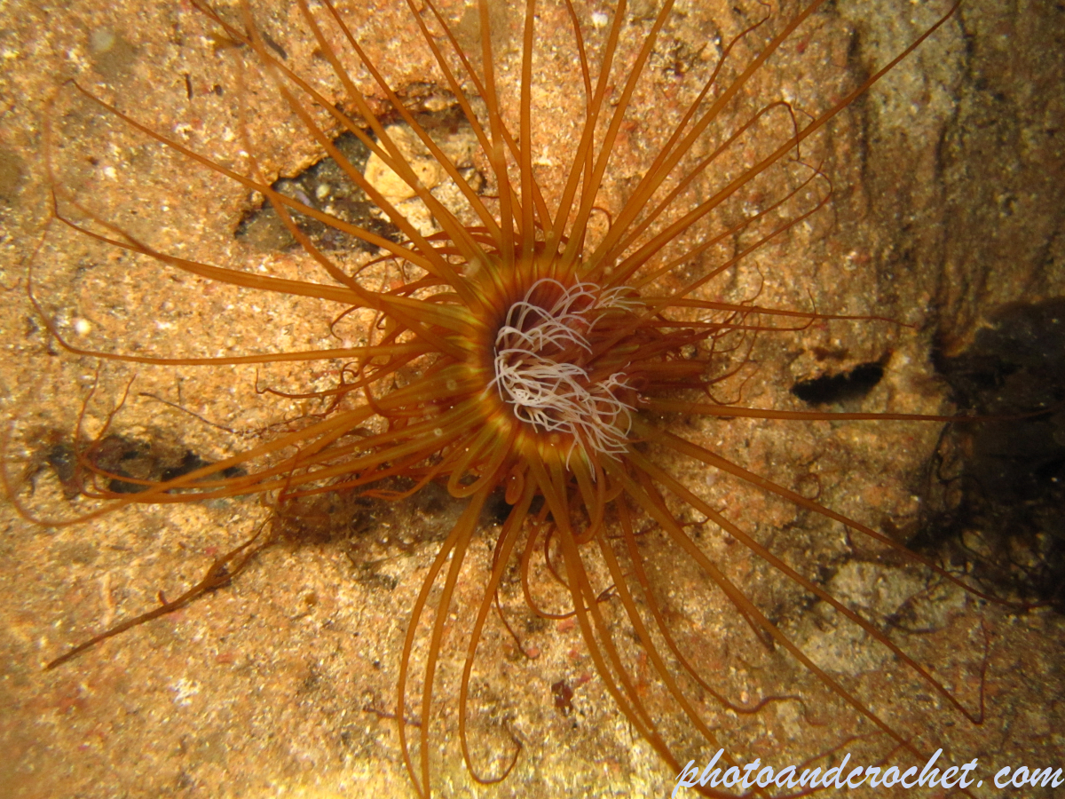 Tube dwelling anemone - Image