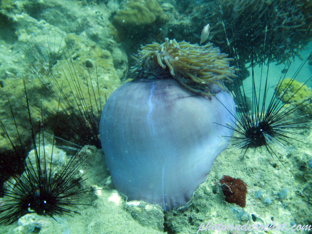 Magnificent sea anemone - Image