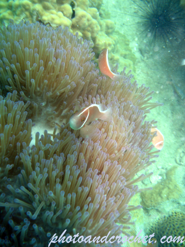 Magnificent sea anemone - Image
