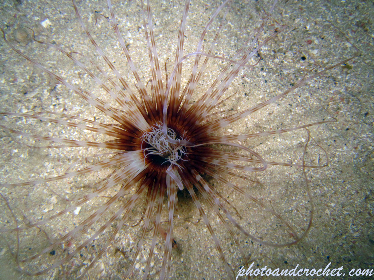 Tube dwelling anemone - Image
