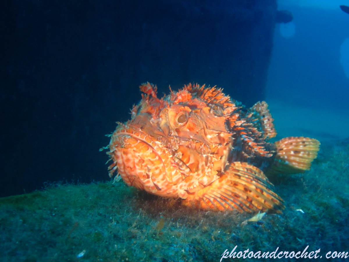 Scorpionfish - Image