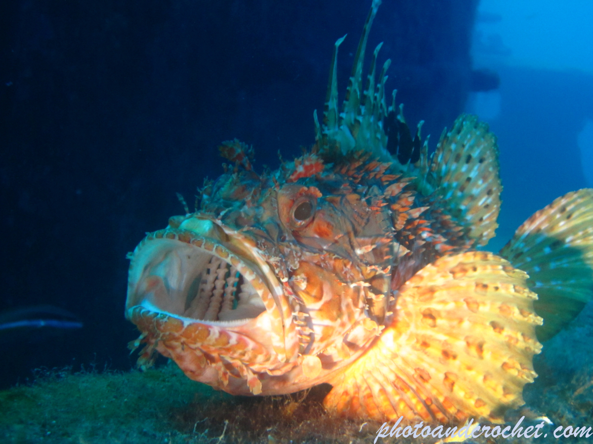 Scorpionfish - Image