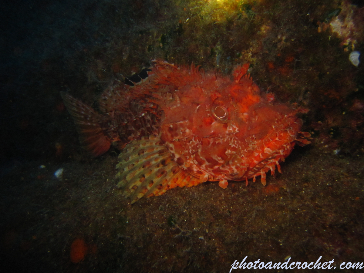 Scorpionfish - Image