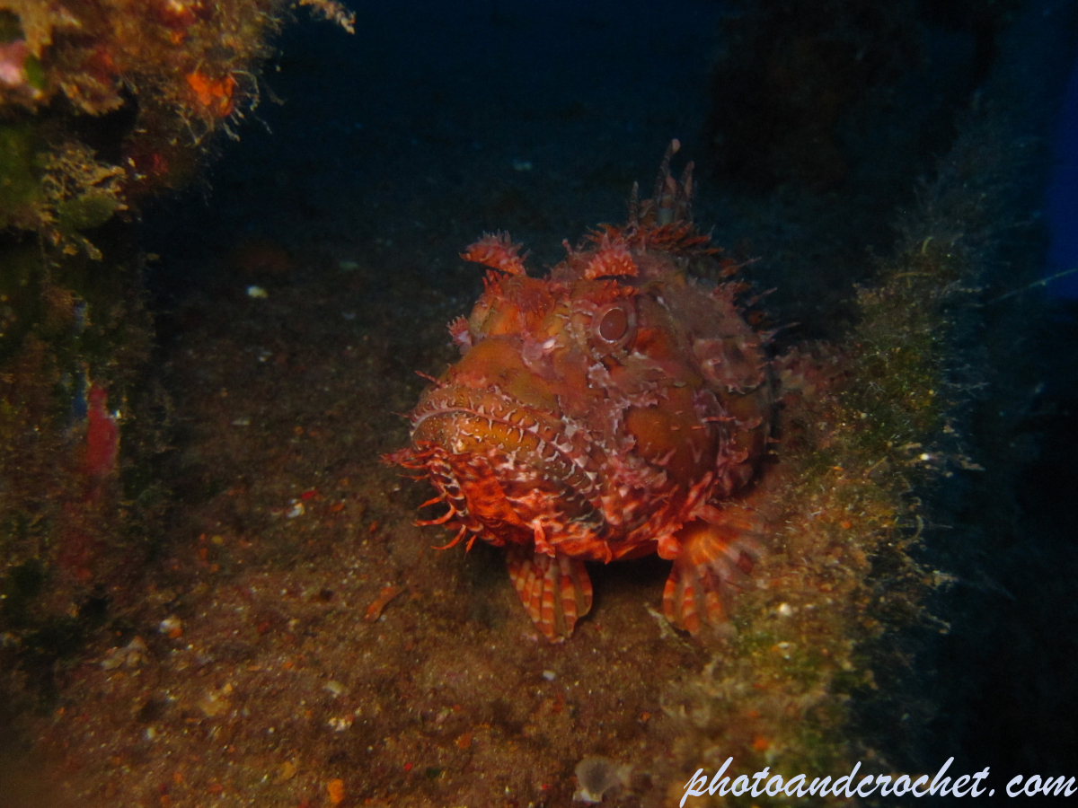 Scorpionfish - Image