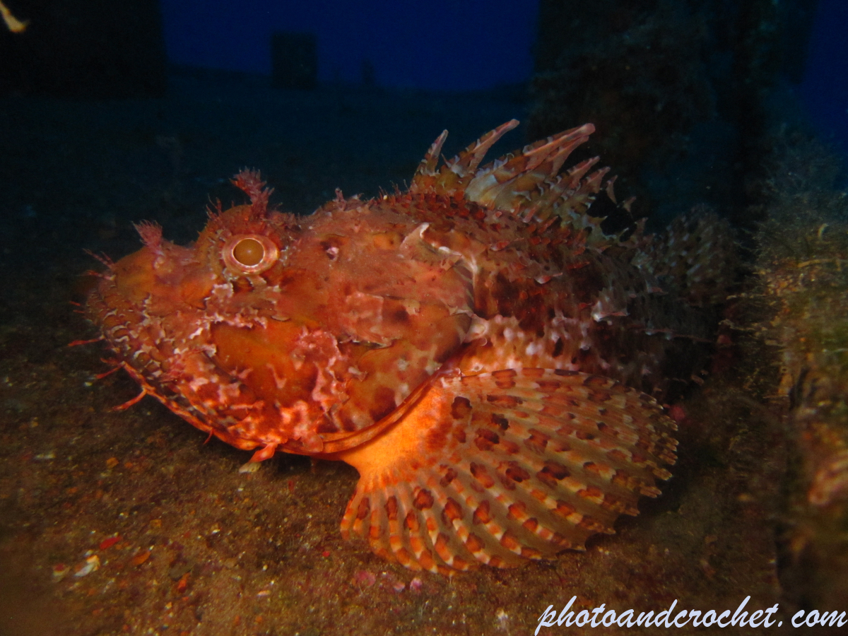 Scorpionfish - Image