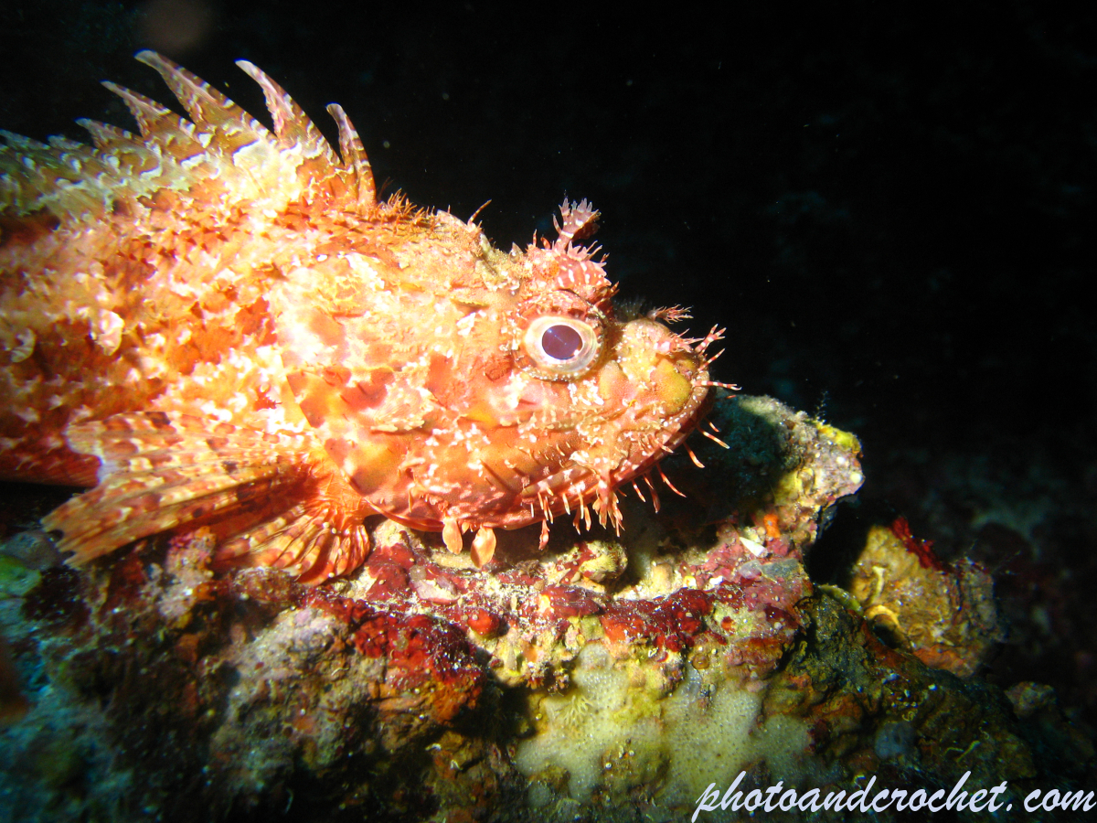 Black Scorpionfish - Image