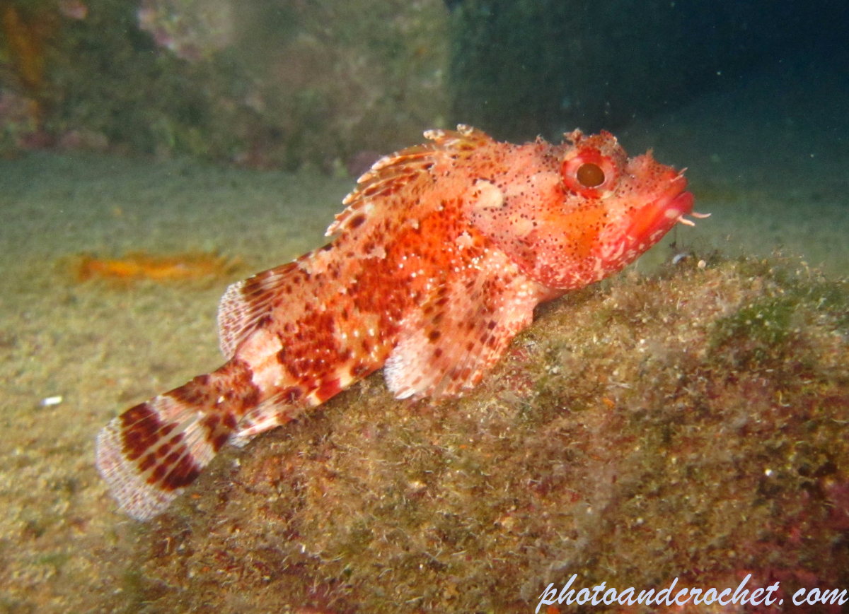 Scorpionfish - Image