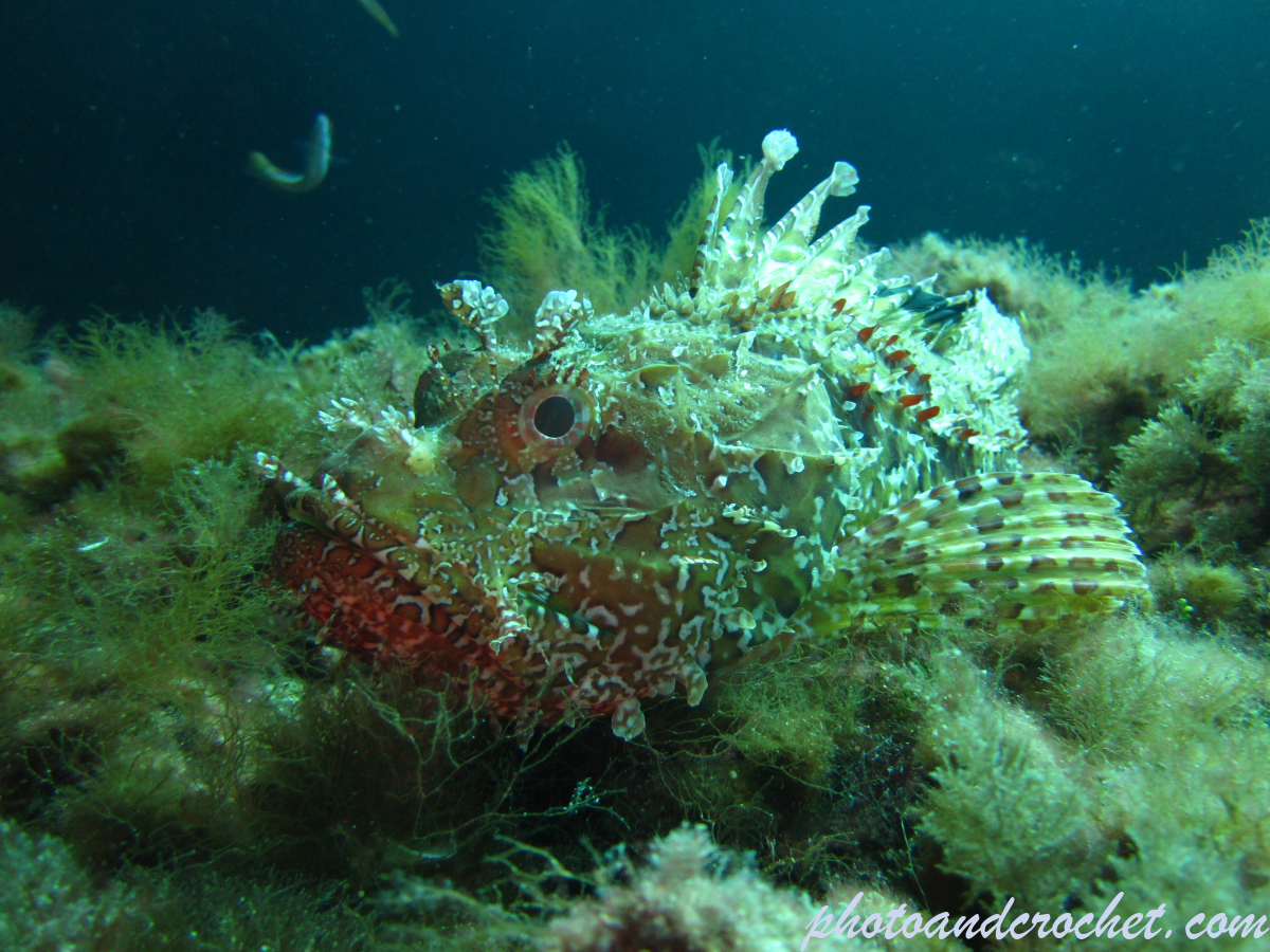 Scorpionfish - Image