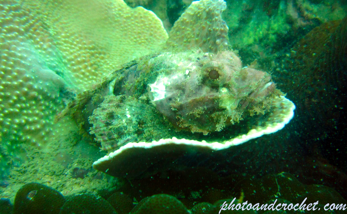 Golden Scorpionfish - Image