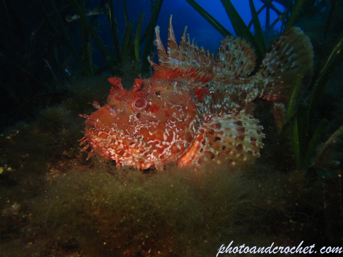 Scorpionfish - Image