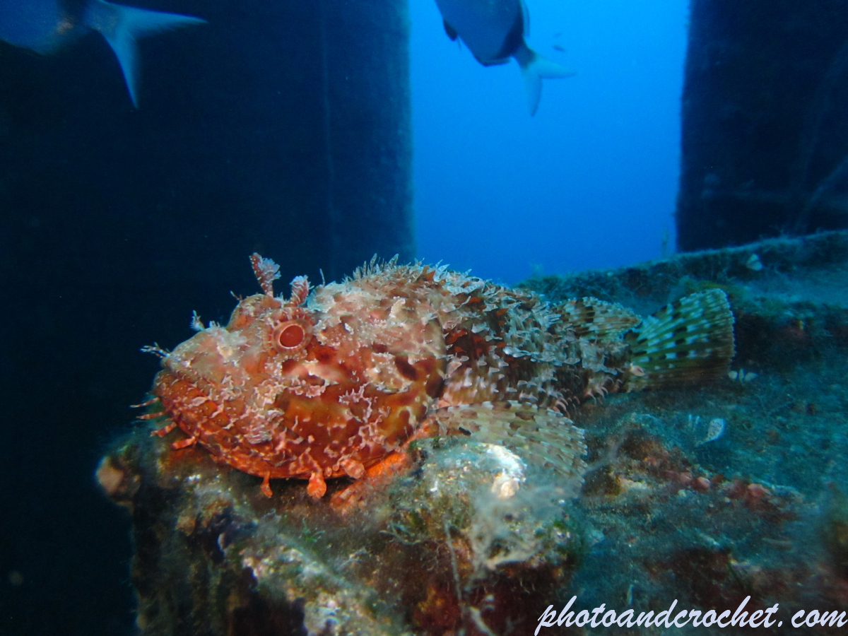 Scorpionfish - Image
