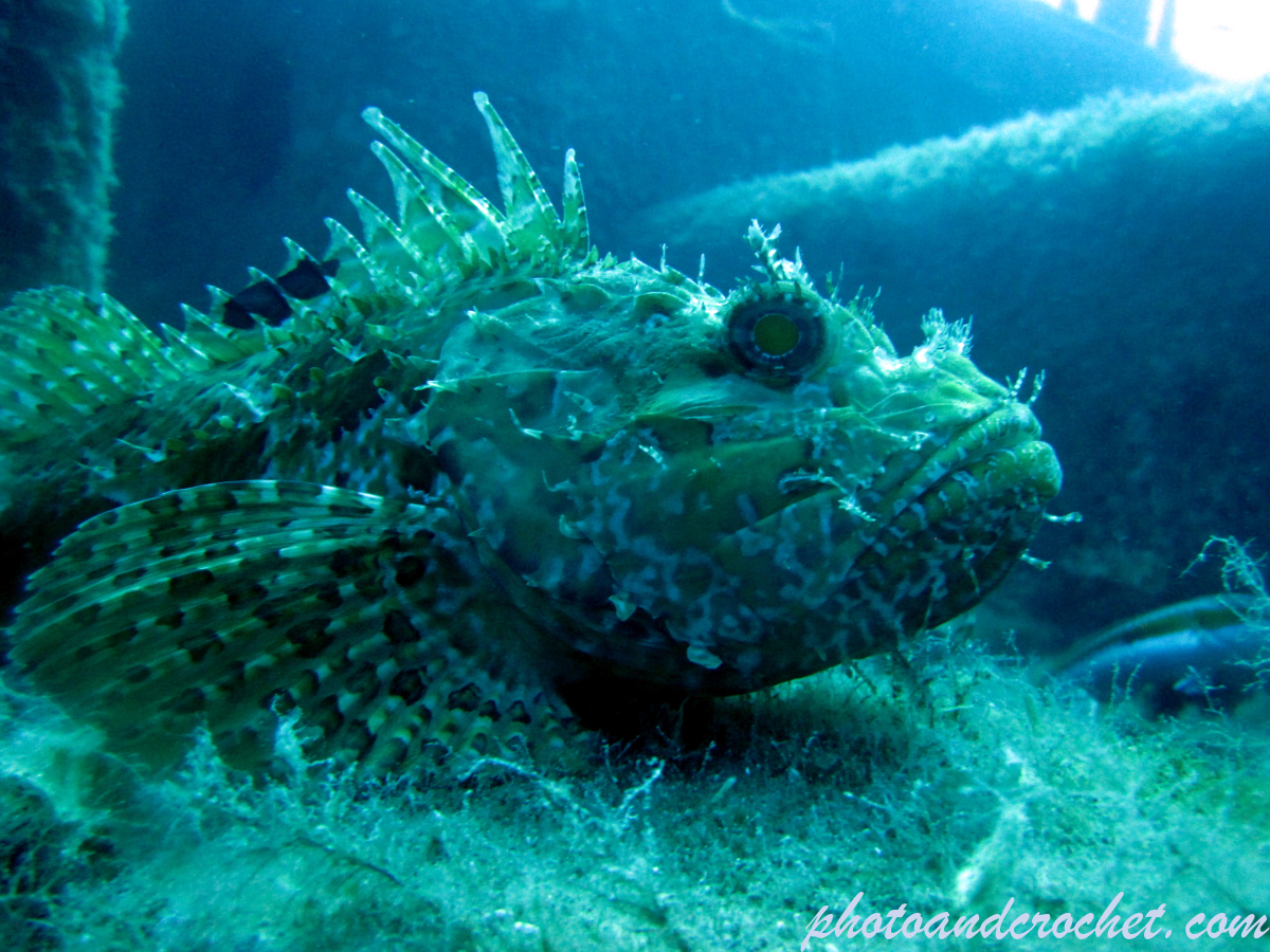 Scorpionfish - Image