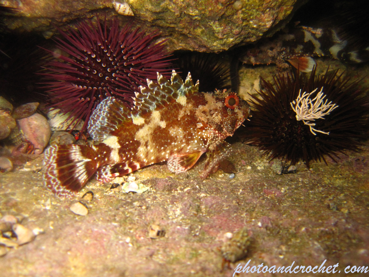 Black Scorpionfish - Image