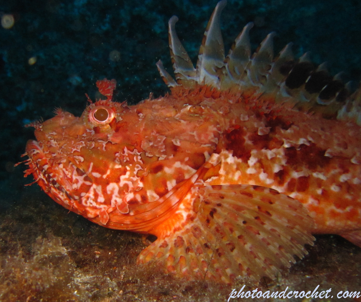 Scorpionfish - Image