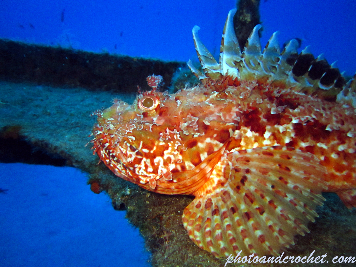Scorpionfish - Image