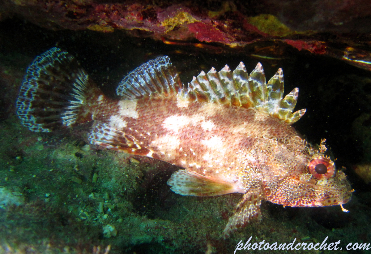Black Scorpionfish - Image