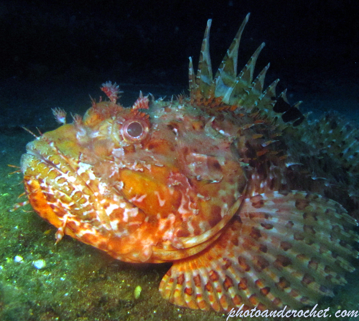 Scorpionfish - Image