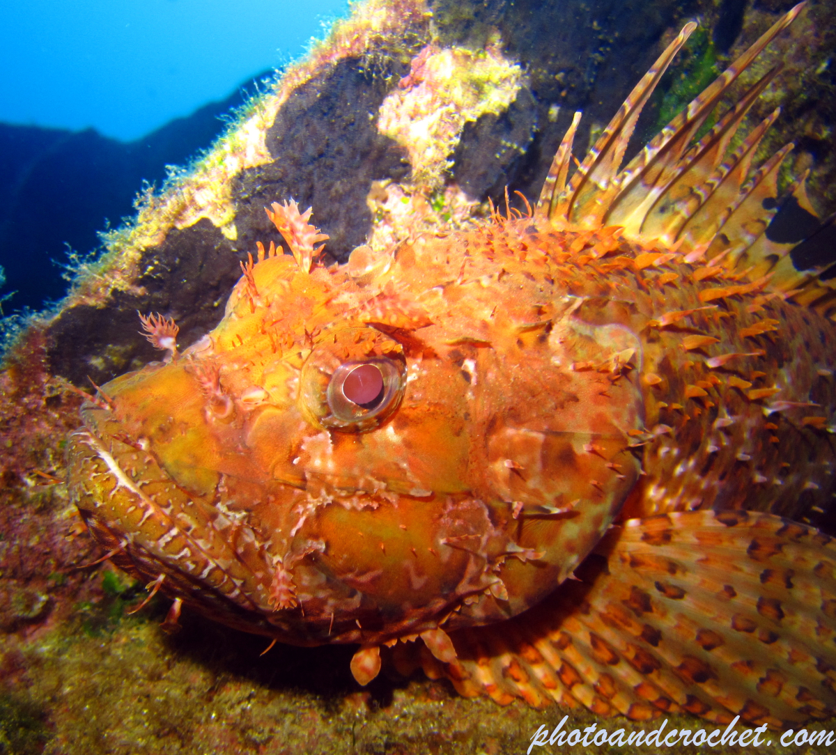 Scorpionfish - Image