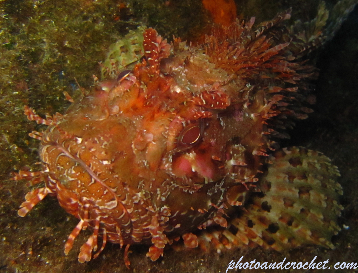 Scorpionfish - Image