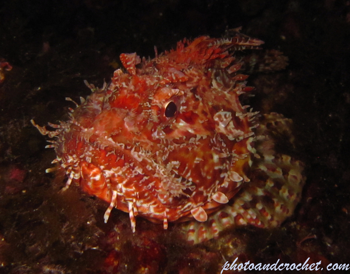 Scorpionfish - Image