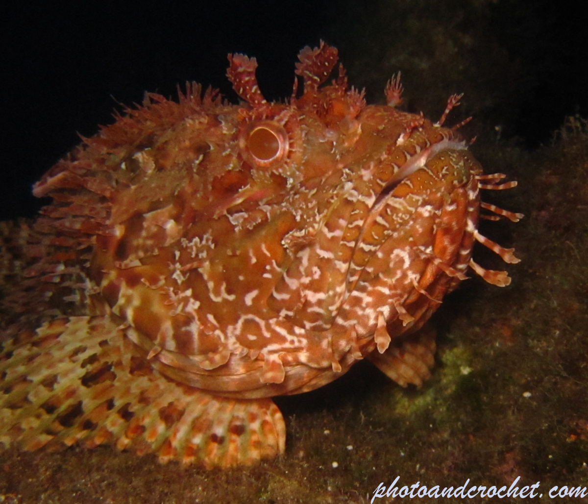 Scorpionfish - Image