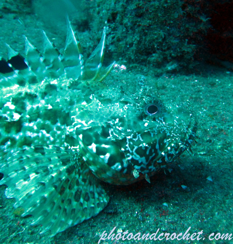 Scorpionfish - Image