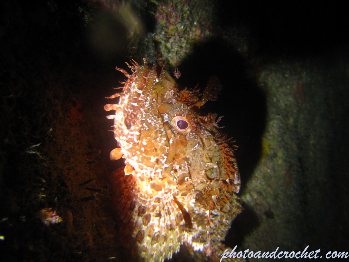 Scorpionfish - Image
