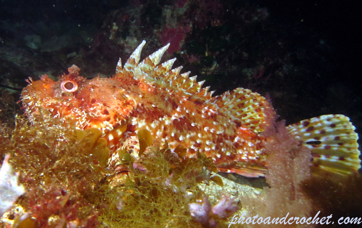 Scorpionfish - Image