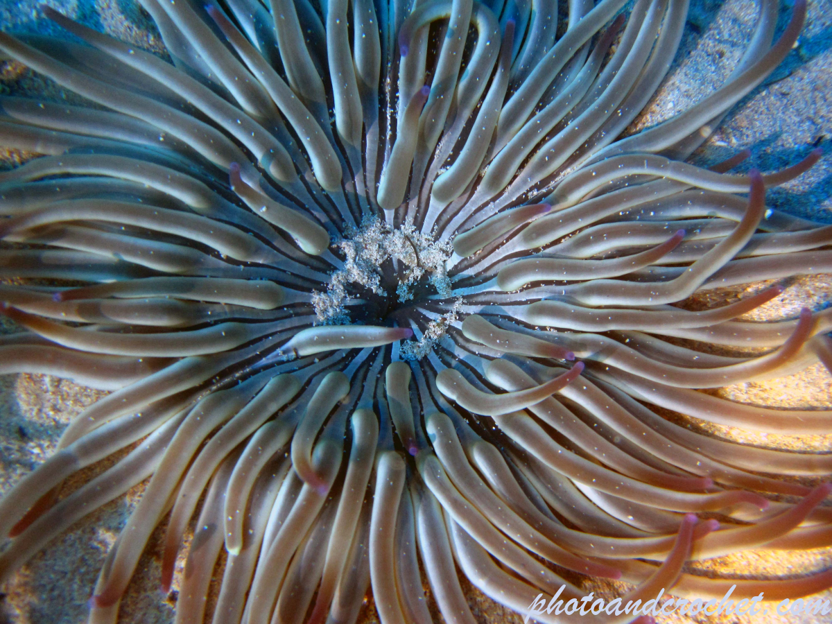 Tube dwelling anemone - Image
