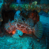 Scorpionfish - Image