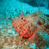 Scorpionfish - Image