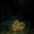 Scorpionfish - Image