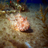 Scorpionfish - Image