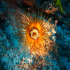 Tube dwelling anemone - Image