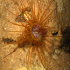 Tube dwelling anemone - Image