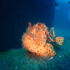 Scorpionfish - Image