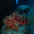 Scorpionfish - Image