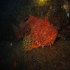 Scorpionfish - Dragon Head - In the Dark
