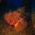Scorpionfish - Image