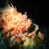 Black Scorpionfish - Image