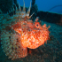Scorpionfish - Image