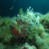 Scorpionfish - Image